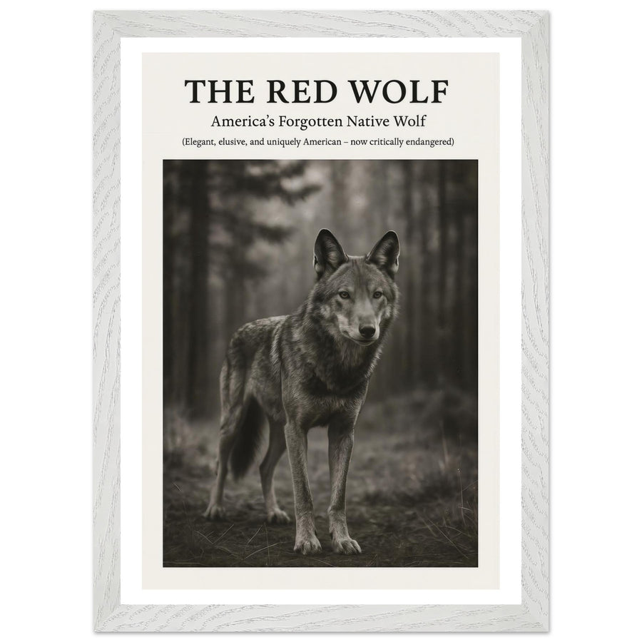 The Red Wolf – Canvas Art Print | Canvas of America