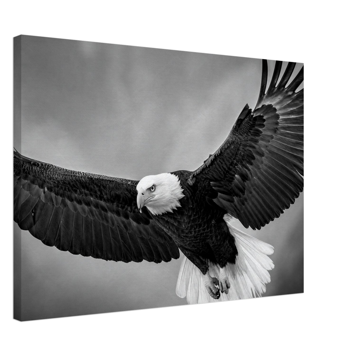 Canvas print of a bald eagle in flight — room view, ready to hang.