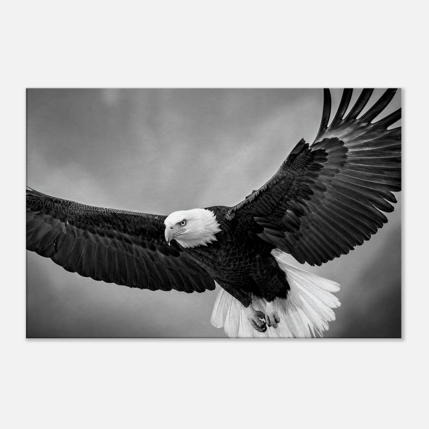 Canvas print of a bald eagle in flight — room view, ready to hang.