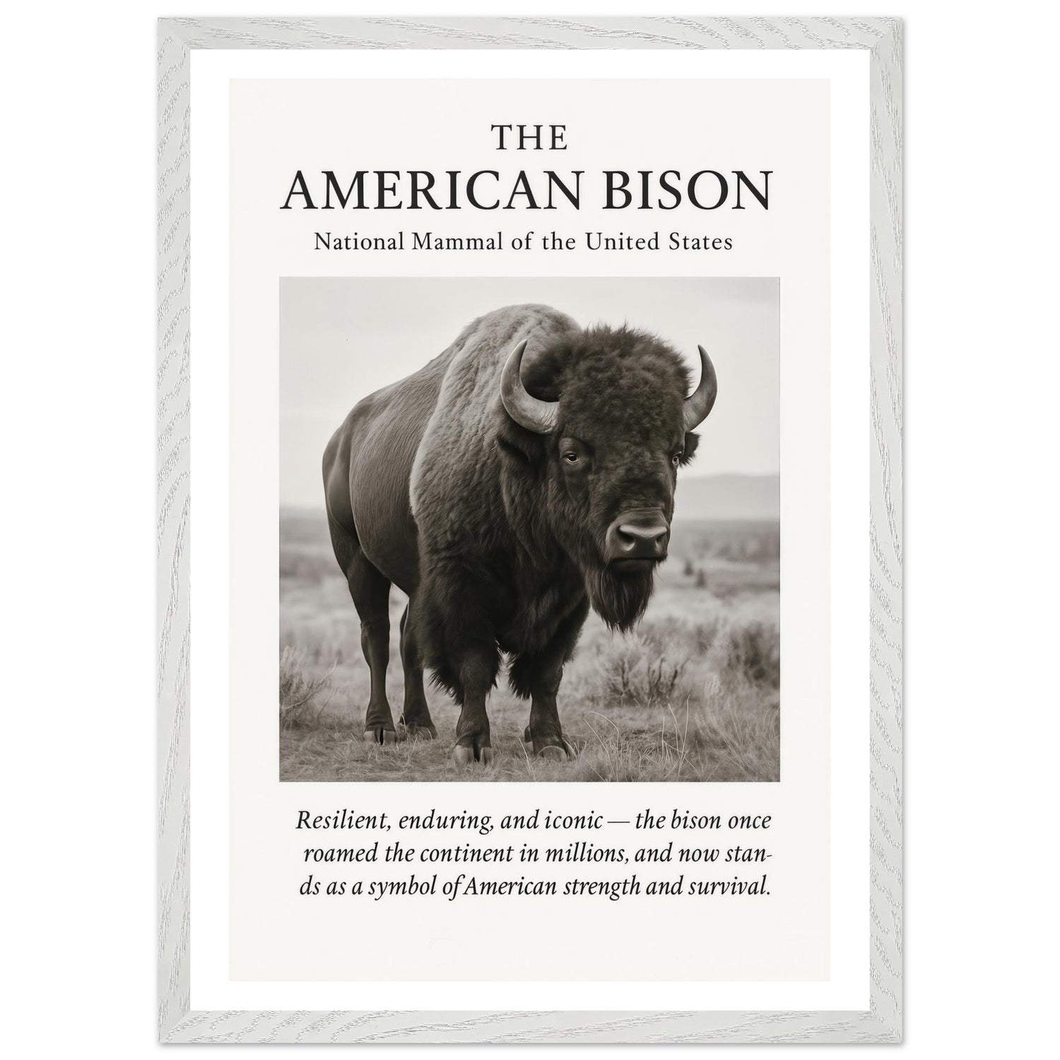 The American Bison – Canvas Art Print | Canvas of America