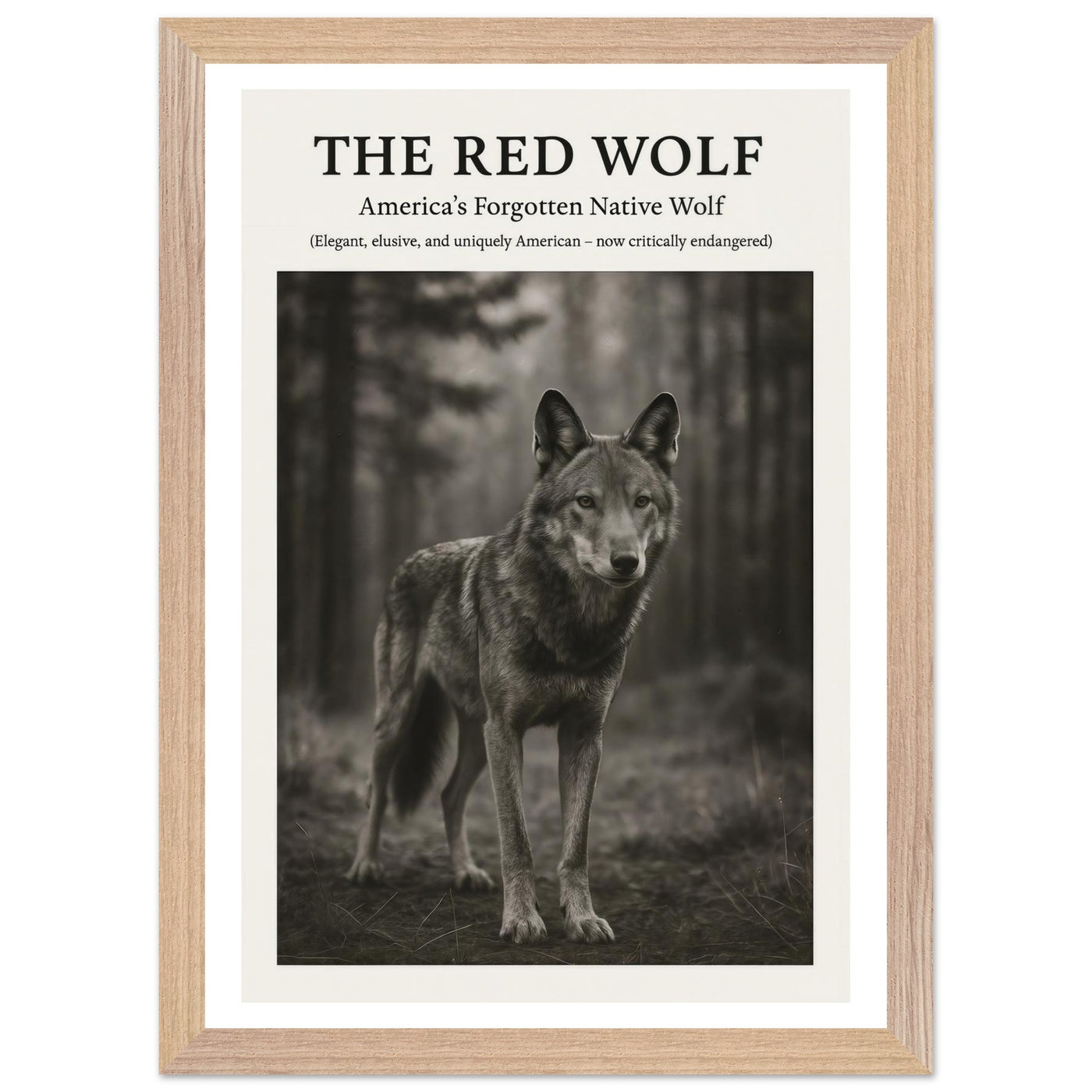 The Red Wolf – Canvas Art Print | Canvas of America