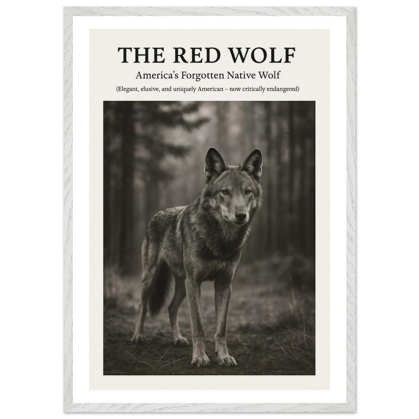 The Red Wolf – Canvas Art Print | Canvas of America