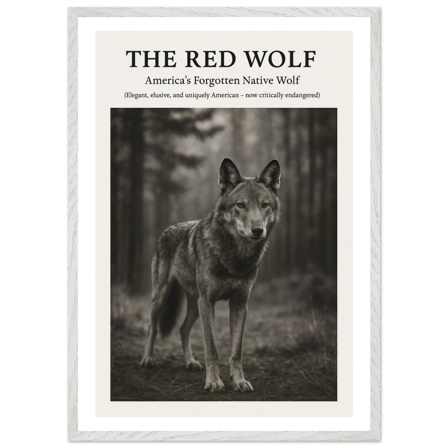 The Red Wolf – Canvas Art Print | Canvas of America
