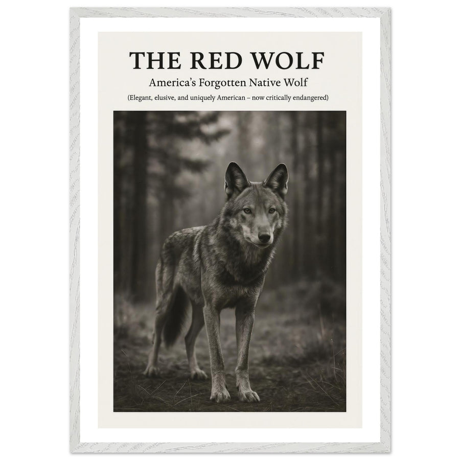 The Red Wolf – Canvas Art Print | Canvas of America