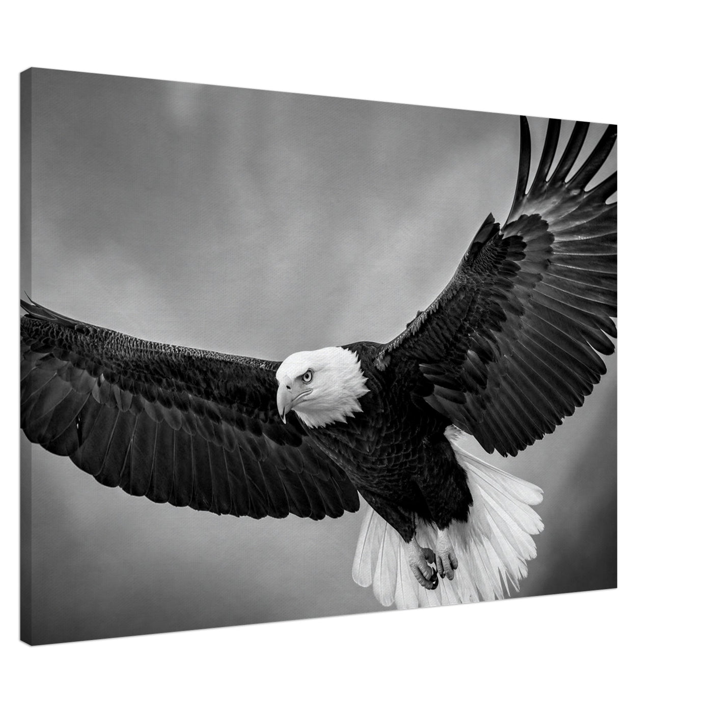 Canvas print of a bald eagle in flight — room view, ready to hang.