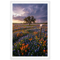 Bluebonnet Rain