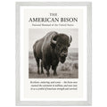 The American Bison