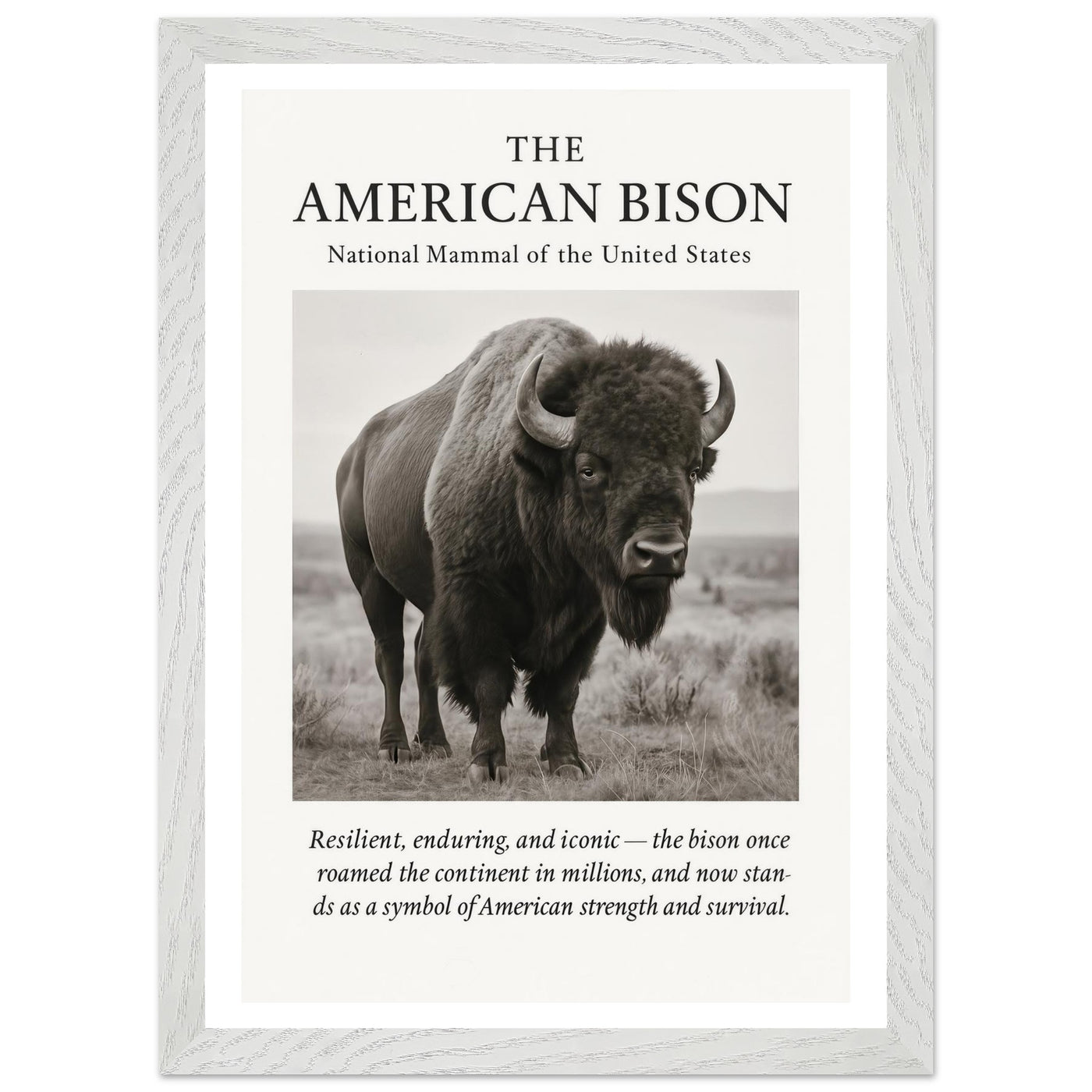 The American Bison – Canvas Art Print | Canvas of America