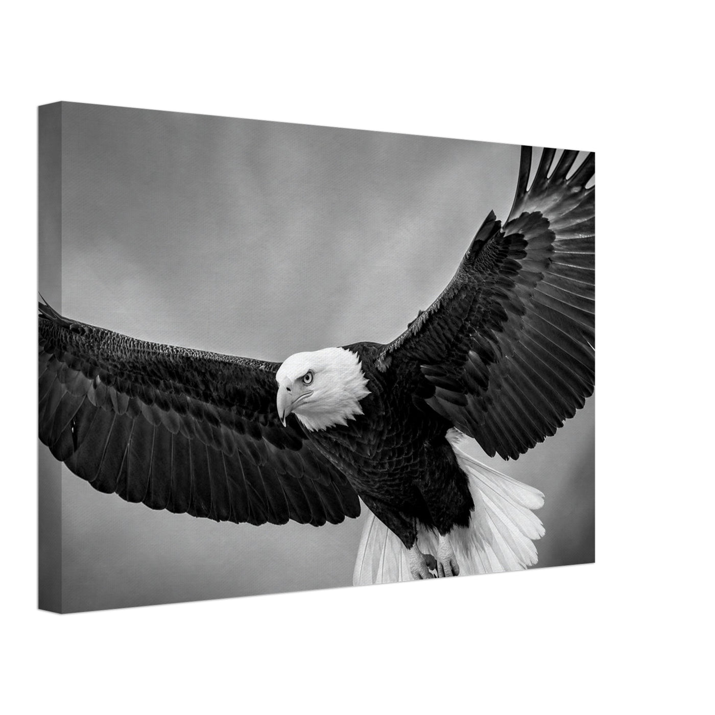 Canvas print of a bald eagle in flight — room view, ready to hang.