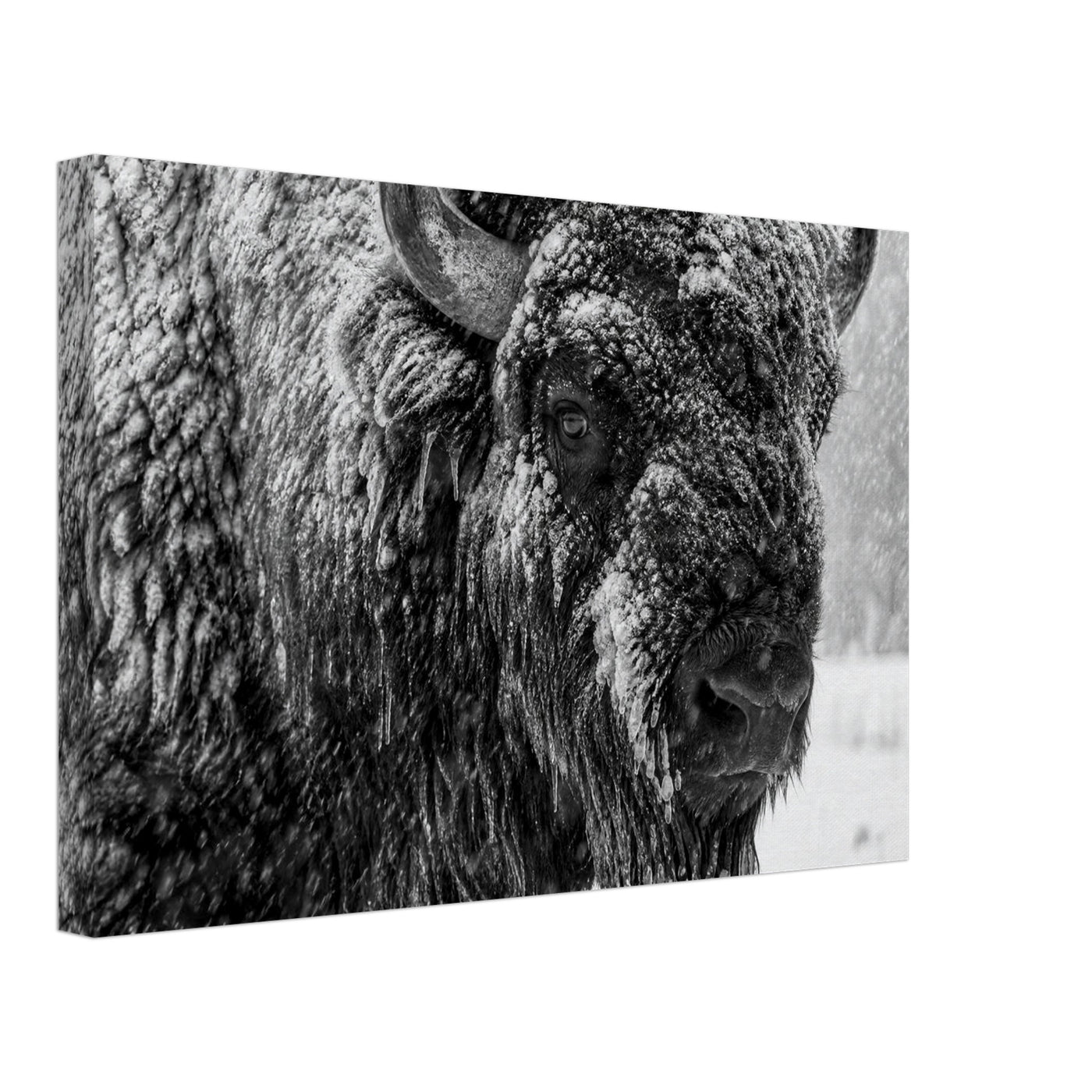 Canvas print of an American bison in winter snow — room view, ready to hang.