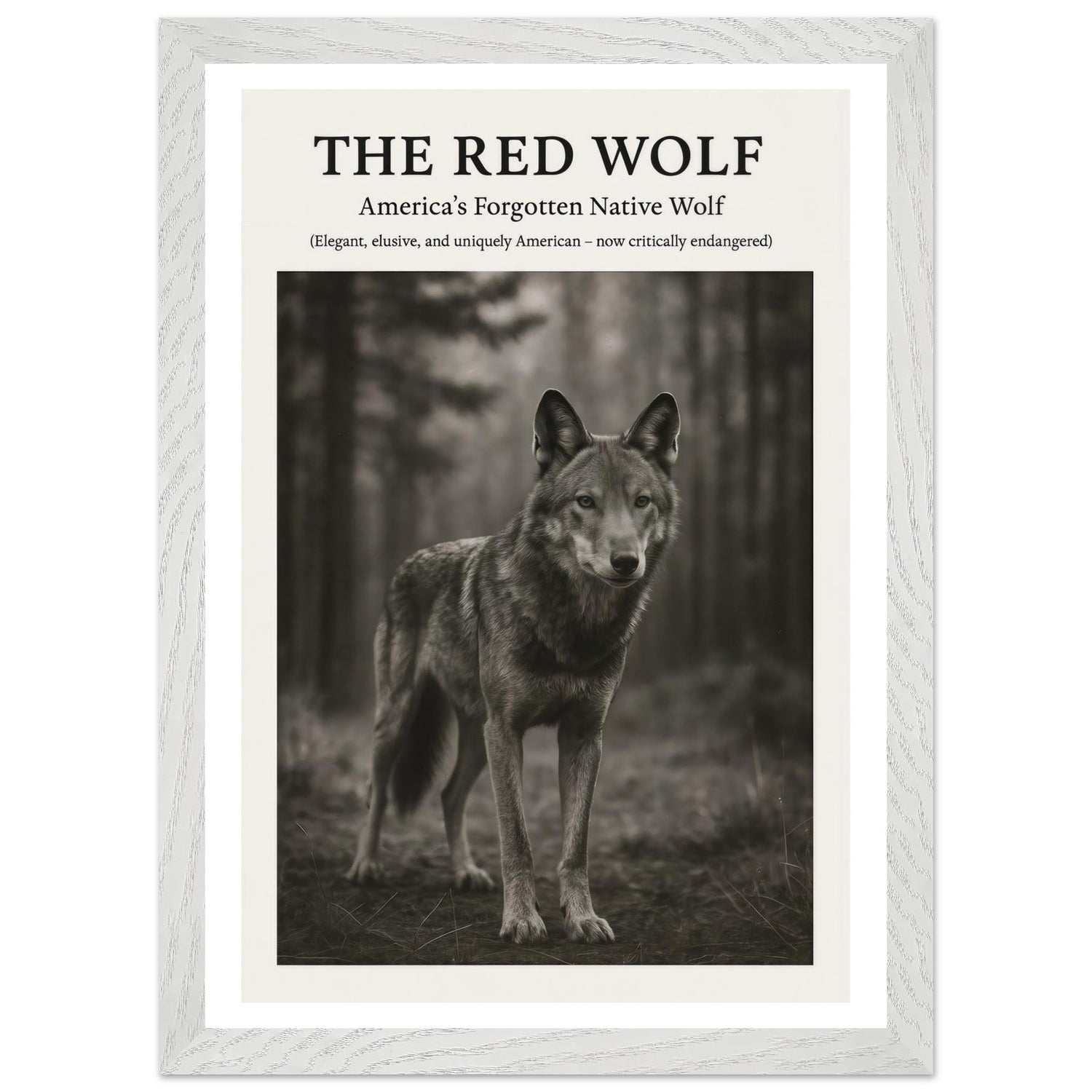 The Red Wolf – Canvas Art Print | Canvas of America