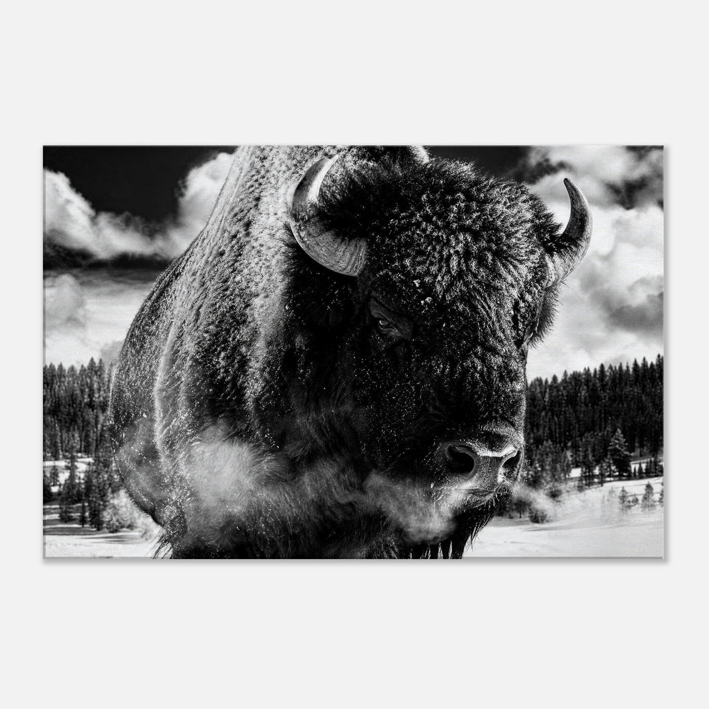 Canvas print of a winter bison in black and white — room view, ready to hang.