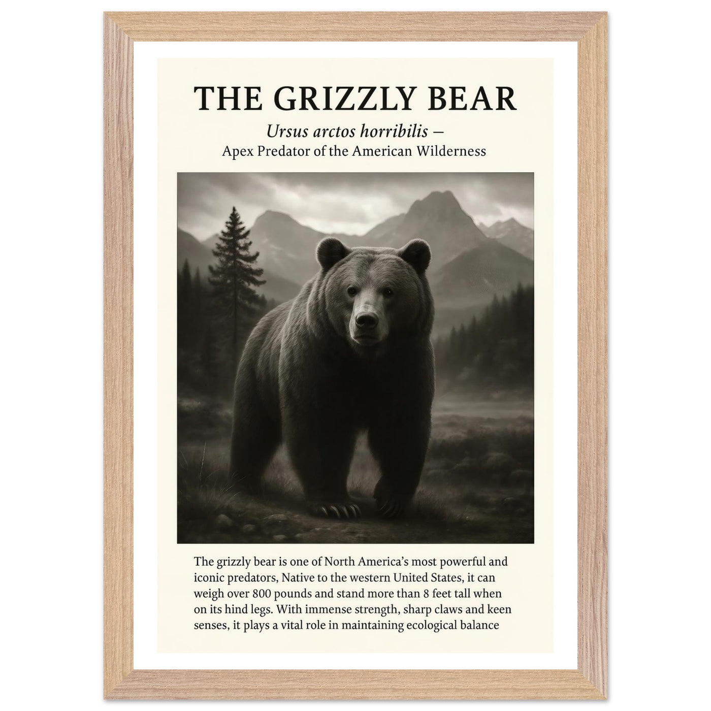 The Grizzly Bear – Canvas Art Print | Canvas of America