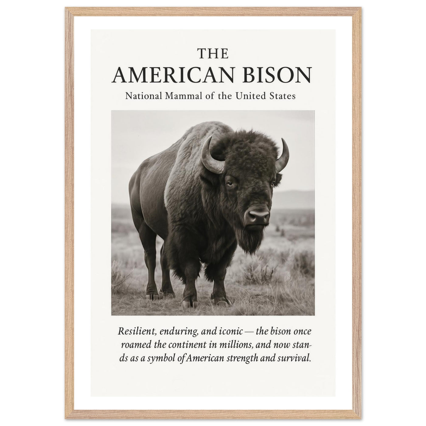 The American Bison – Canvas Art Print | Canvas of America