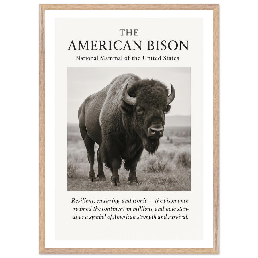The American Bison – Canvas Art Print | Canvas of America