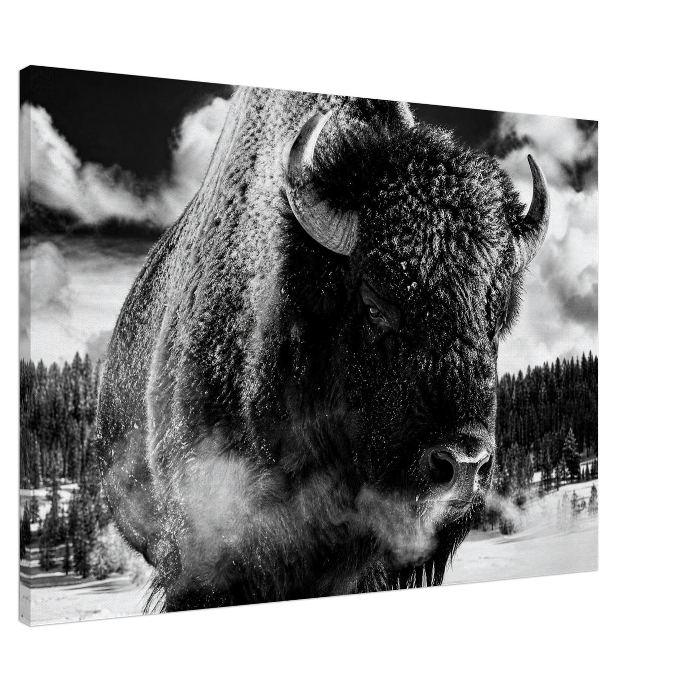 Canvas print of a winter bison in black and white — room view, ready to hang.