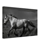 American Mustang – Canvas Art Print | Canvas of America