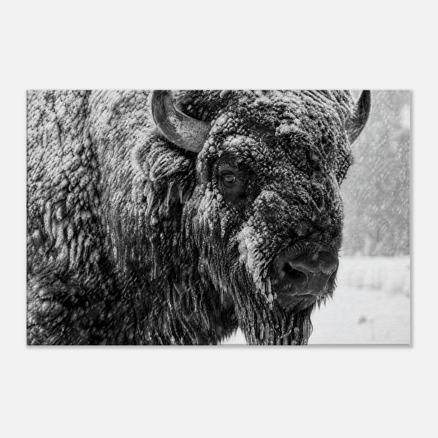 Canvas print of an American bison in winter snow — room view, ready to hang.