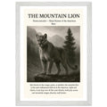 The Mountain Lion
