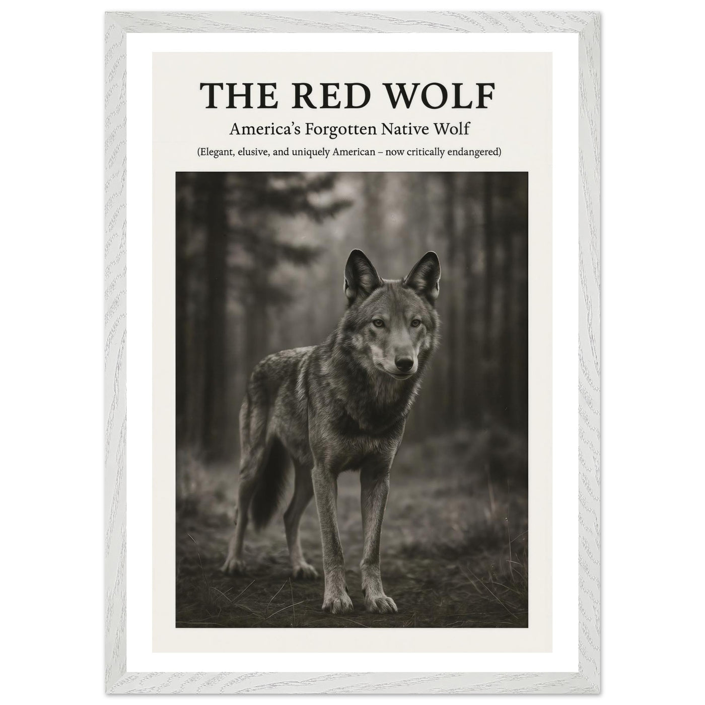 The Red Wolf – Canvas Art Print | Canvas of America