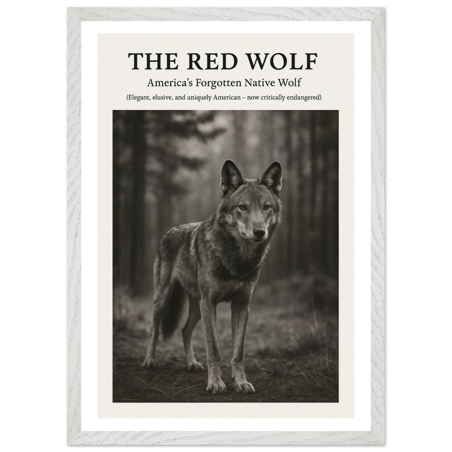 The Red Wolf – Canvas Art Print | Canvas of America