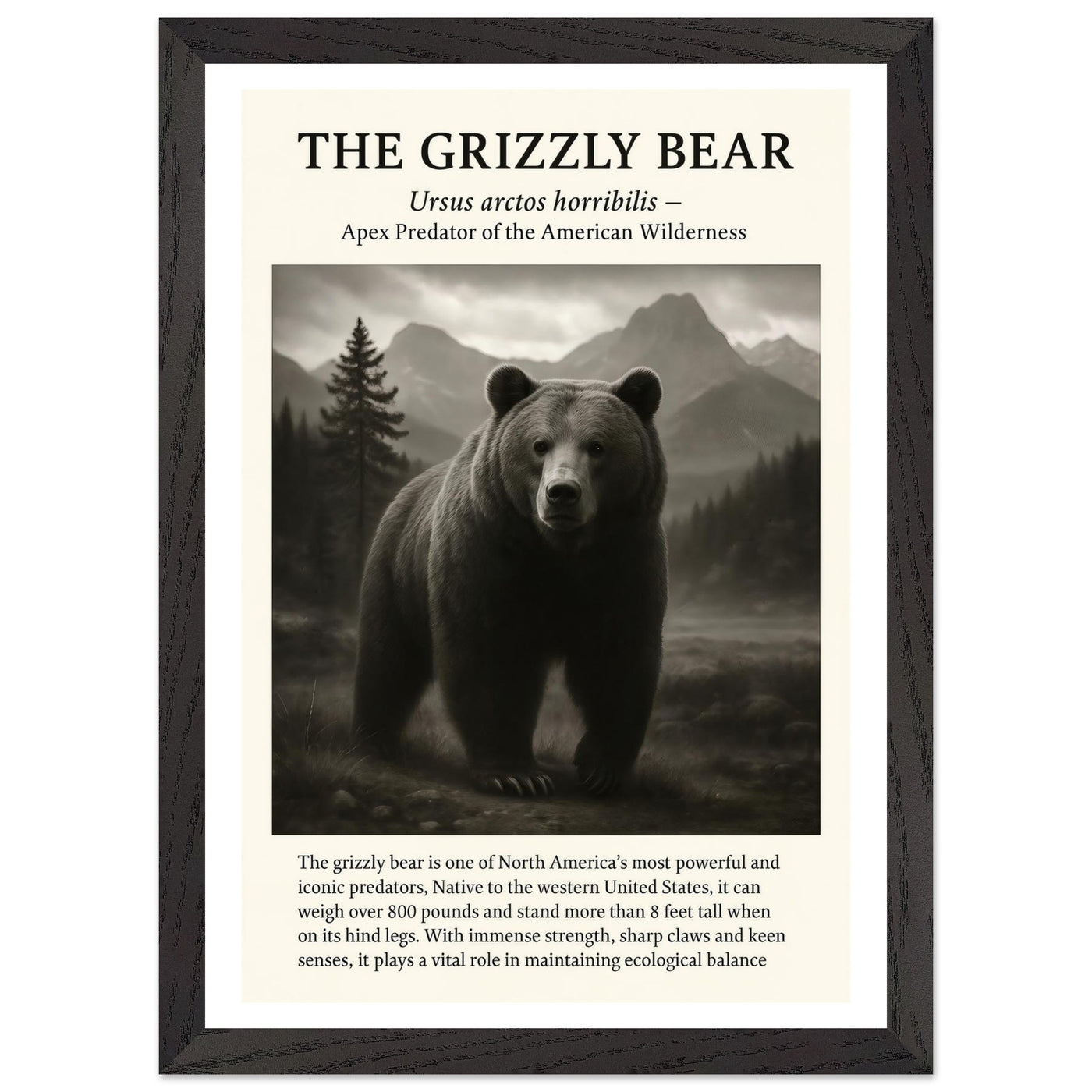 The Grizzly Bear – Canvas Art Print | Canvas of America
