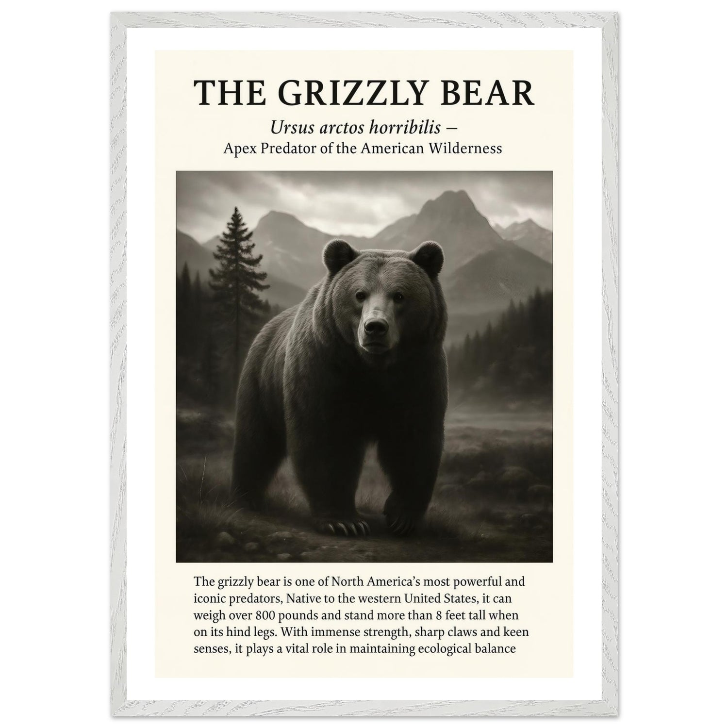 The Grizzly Bear – Canvas Art Print | Canvas of America