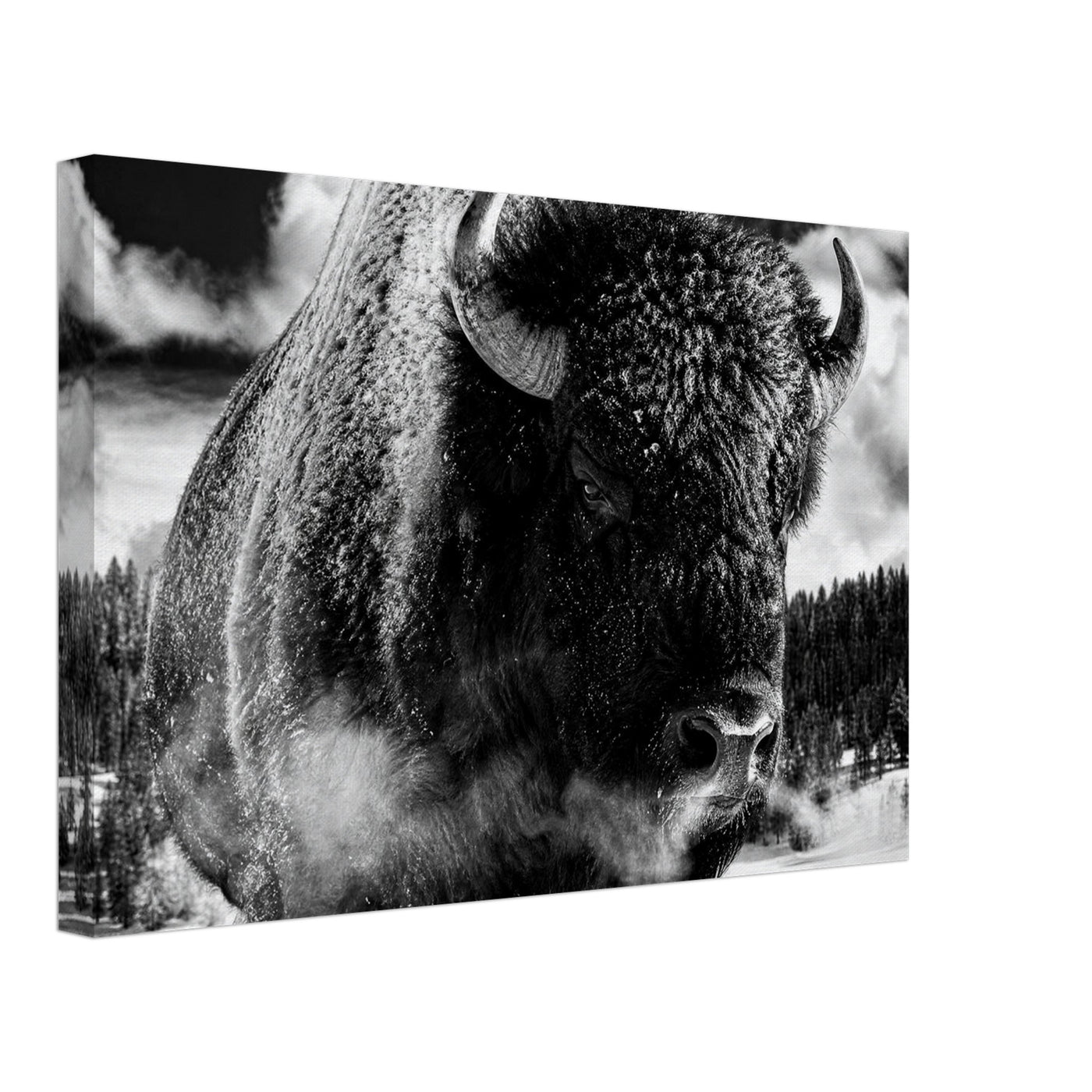 Canvas print of a winter bison in black and white — room view, ready to hang.
