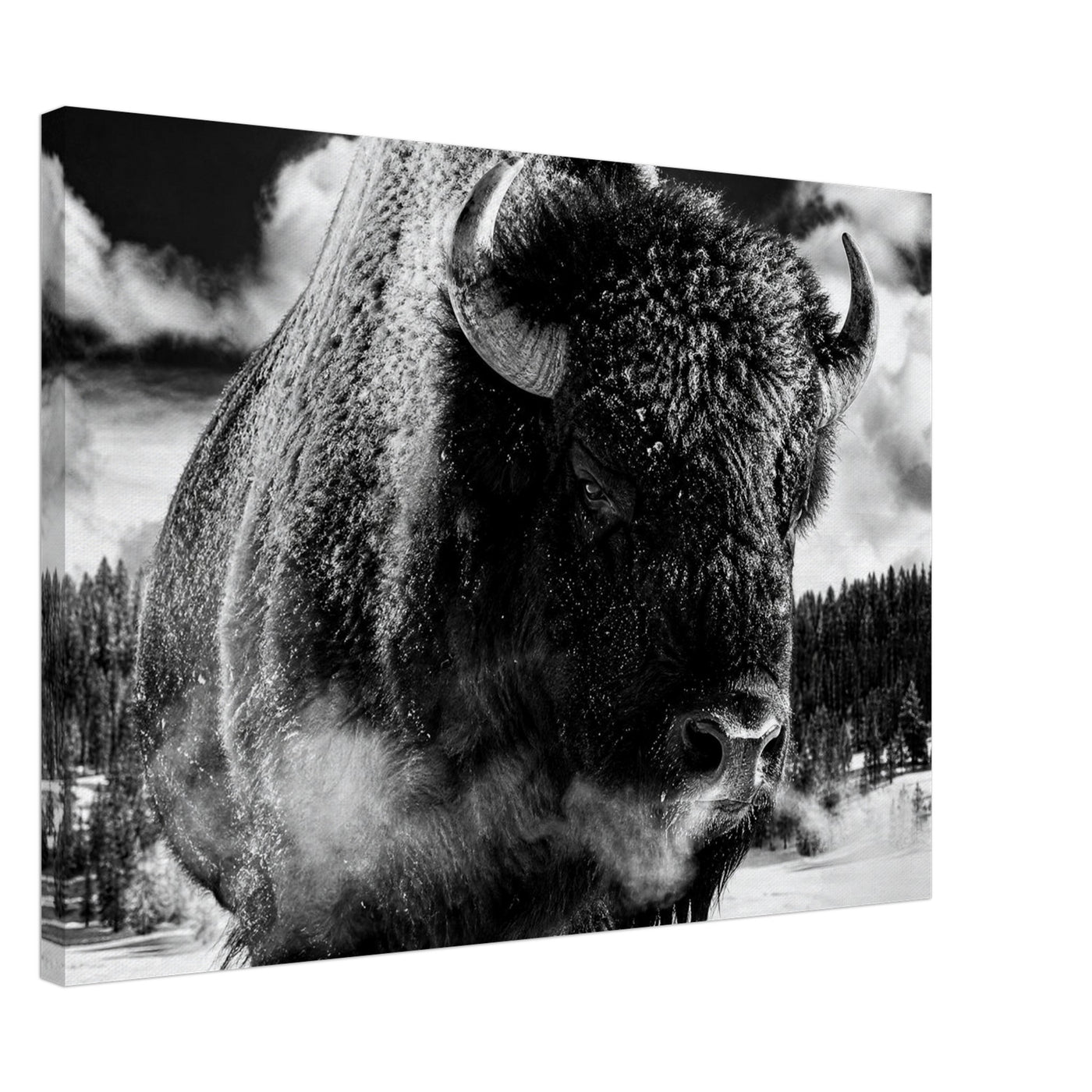 Canvas print of a winter bison in black and white — room view, ready to hang.