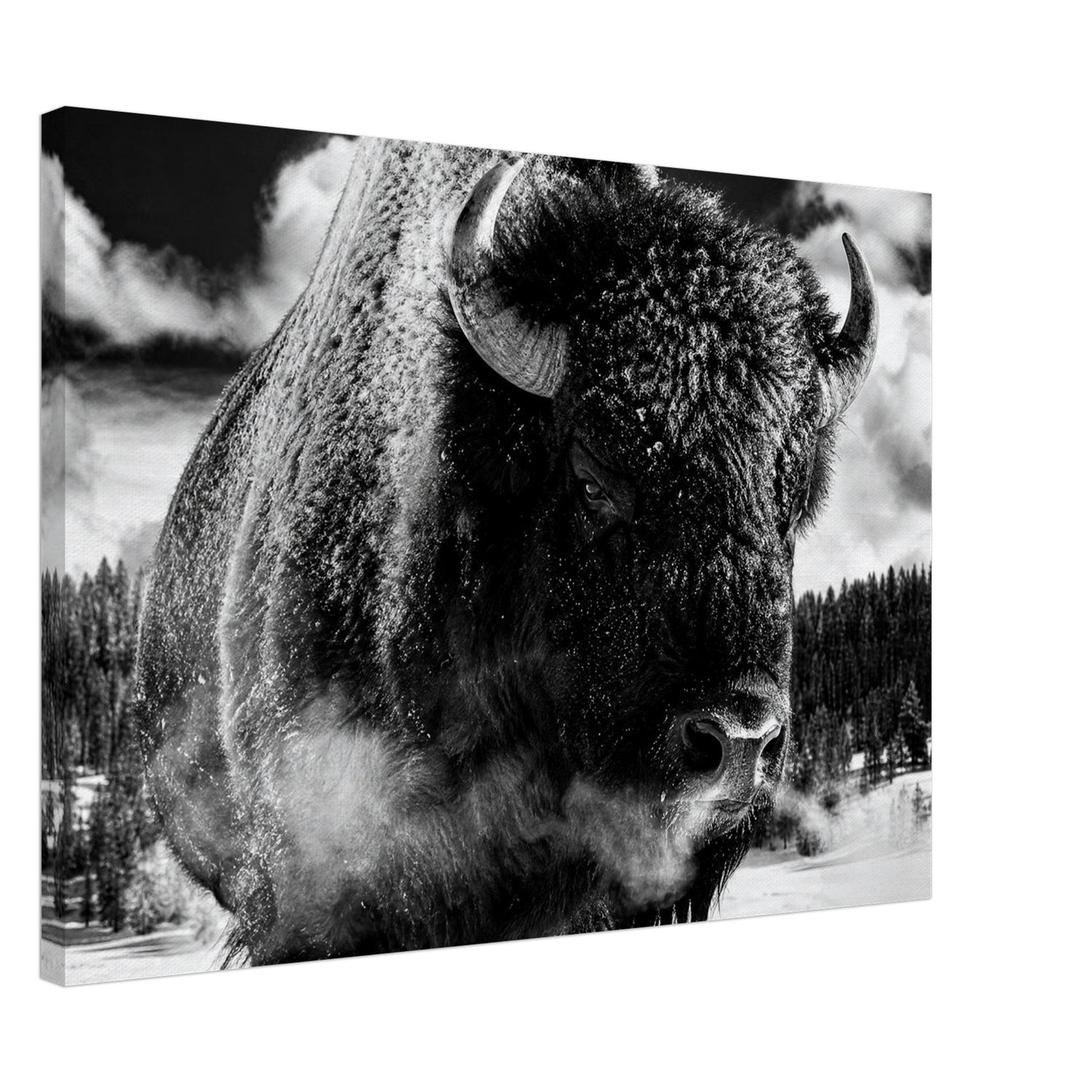 Canvas print of a winter bison in black and white — room view, ready to hang.