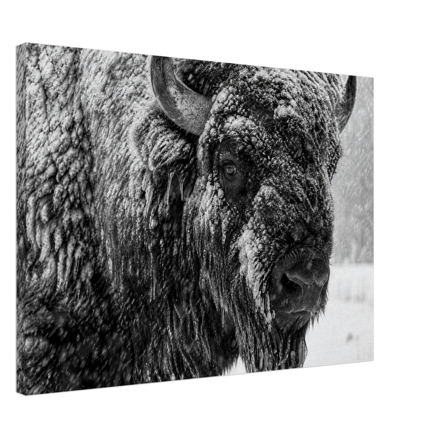 Canvas print of an American bison in winter snow — room view, ready to hang.