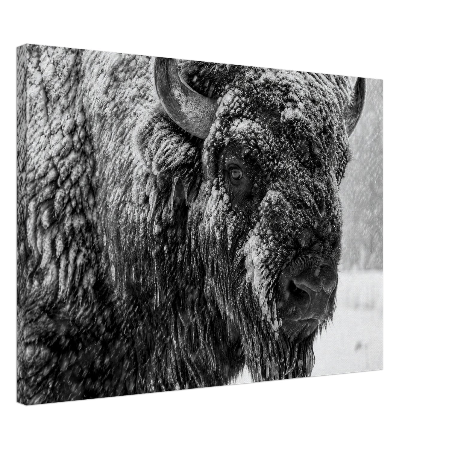 Canvas print of an American bison in winter snow — room view, ready to hang.