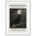 The Bald Eagle