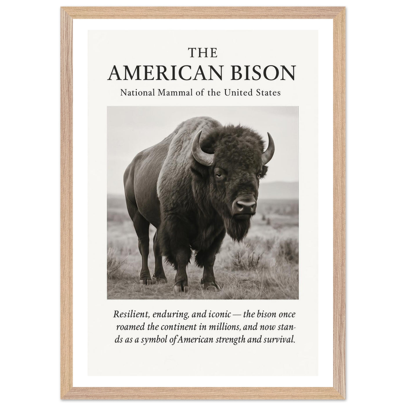 The American Bison – Canvas Art Print | Canvas of America