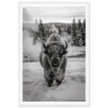 Buffalo Winter