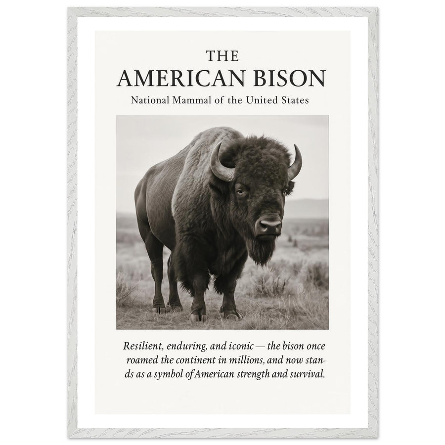 The American Bison – Canvas Art Print | Canvas of America