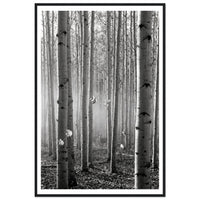 Aspen Cathedral