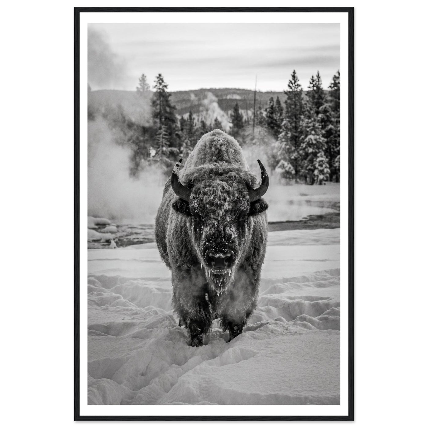 Buffalo Winter