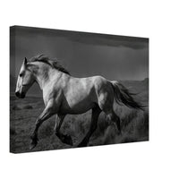 American Mustang – Canvas Art Print | Canvas of America