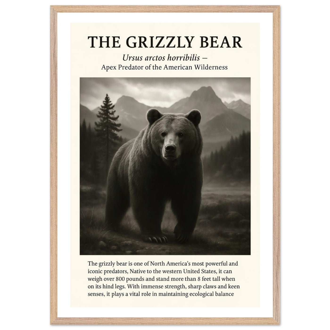 The Grizzly Bear – Canvas Art Print | Canvas of America