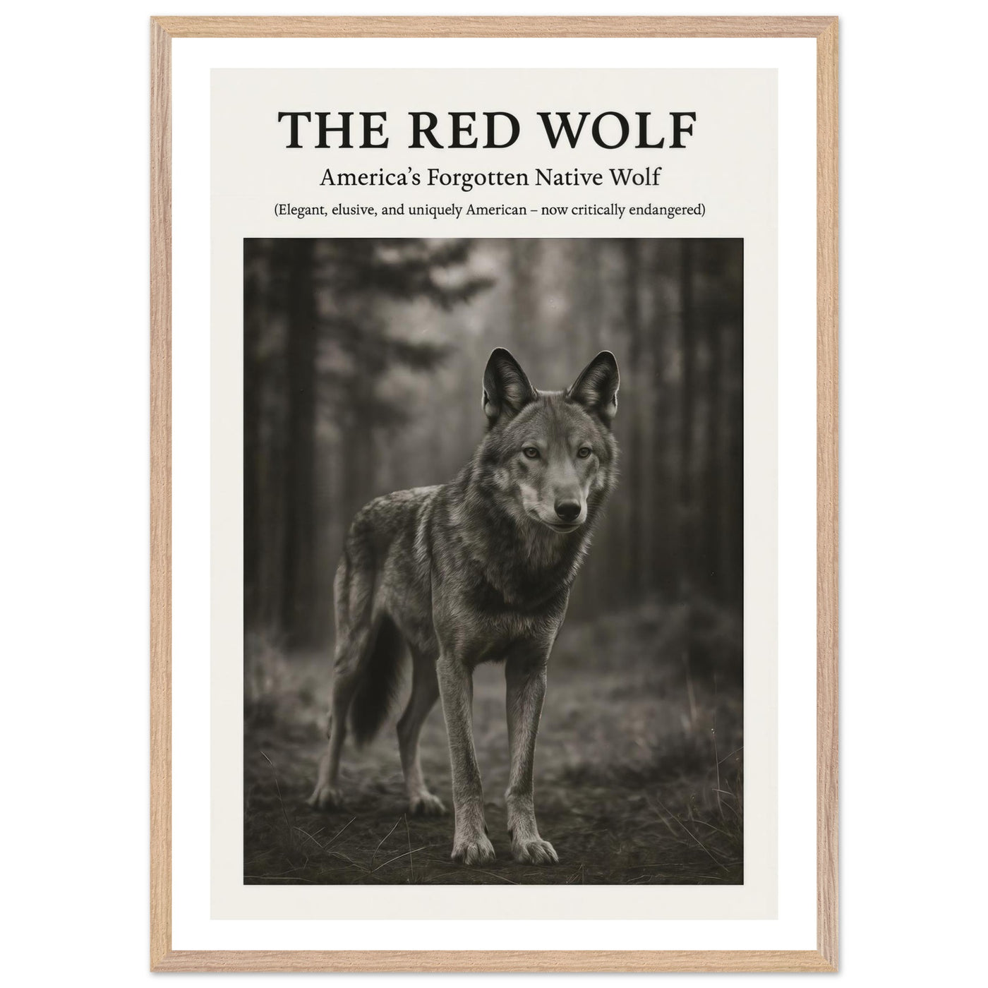 The Red Wolf – Canvas Art Print | Canvas of America
