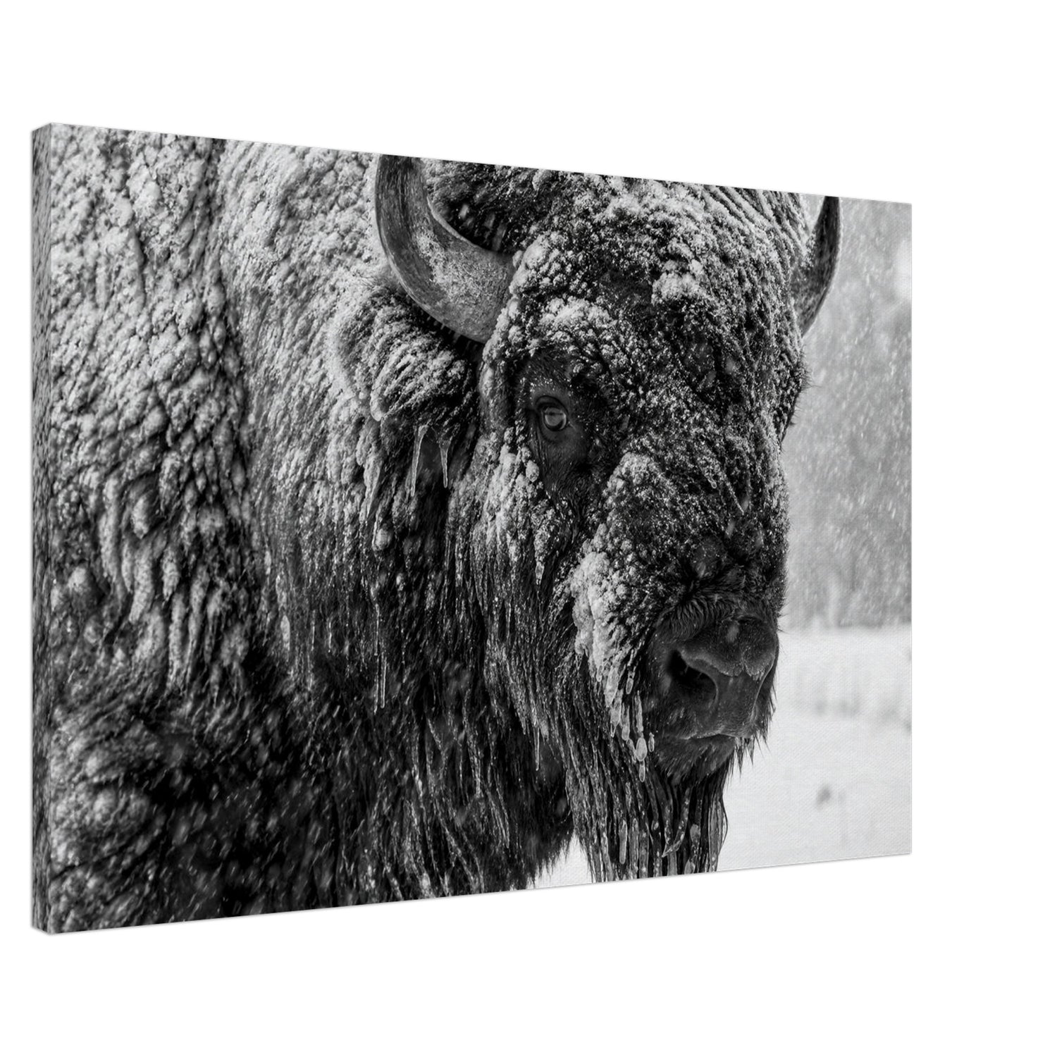 Canvas print of an American bison in winter snow, ready to hang.