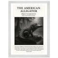 The American Alligator