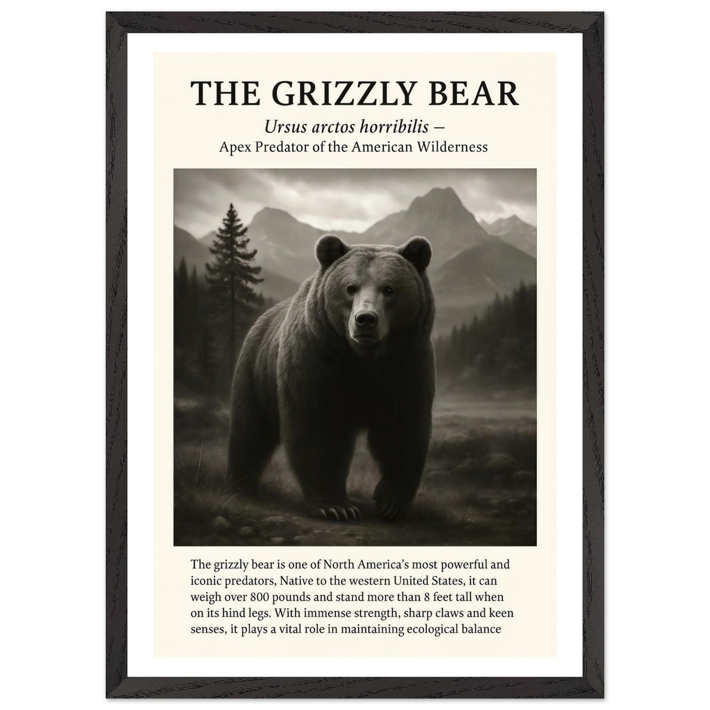 The Grizzly Bear – Canvas Art Print | Canvas of America