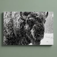 Winter Bison gallery-wrapped canvas print on a plain wall