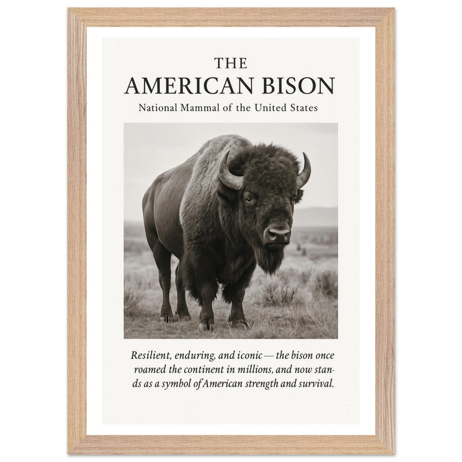 The American Bison – Canvas Art Print | Canvas of America