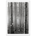 Aspen Cathedral