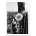 Desert Rose