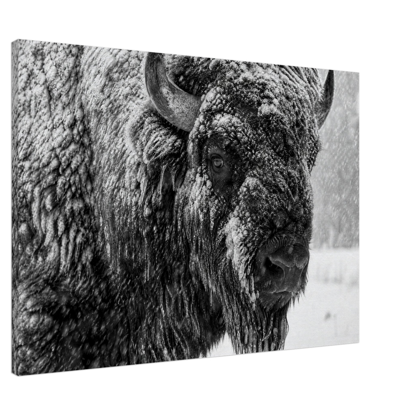 Canvas print of an American bison in winter snow — room view, ready to hang.