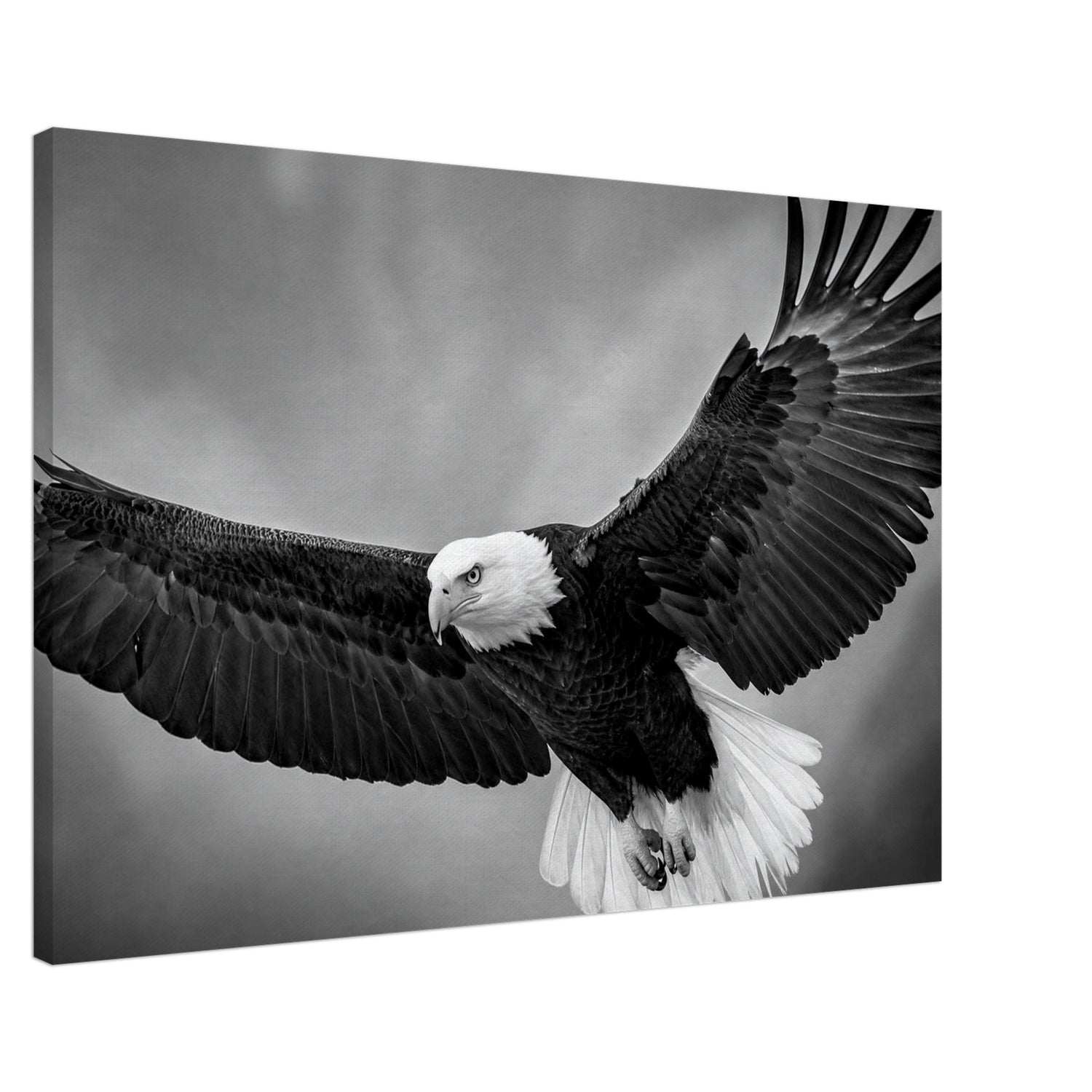 Canvas print of a bald eagle in flight in black and white, ready to hang.